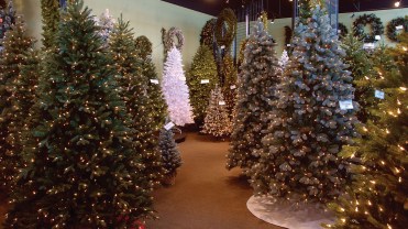 Photograph of National Tree Company Christmas trees.
