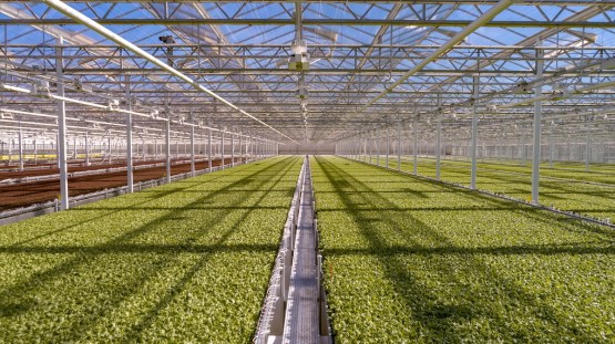 ‘We aren’t impacted’: Lettuce brands are on an awareness push amid the cyclospora outbreak