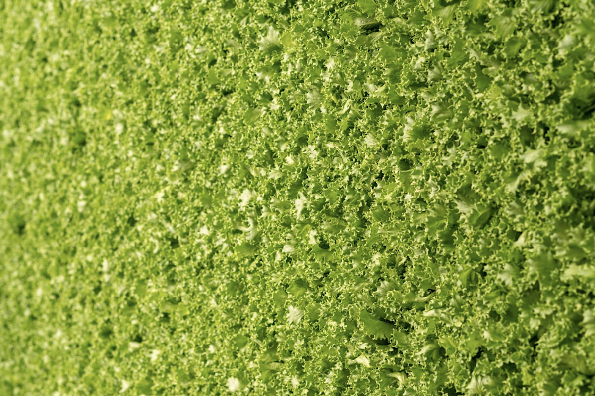 ‘We aren't impacted': Lettuce brands are on an awareness push amid the cyclospora outbreak